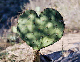 Photo of a heart-shaped cactus. Link to Gifts of Life Insurance.