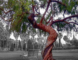 Photo of a tree on campus. Link to Gifts by Estate Note.